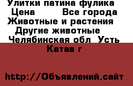 Улитки патина фулика › Цена ­ 10 - Все города Животные и растения » Другие животные   . Челябинская обл.,Усть-Катав г.